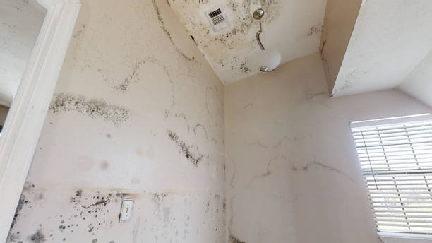 Best Attic Mold Removal  in Wellsville, MO