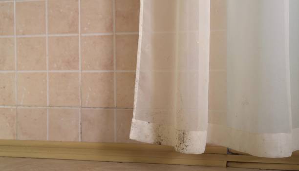 Trusted Wellsville, MO Mold Removal Experts