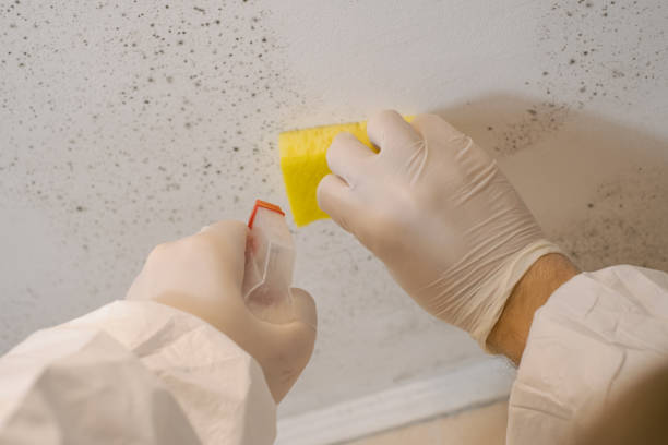 Best Commercial Mold Inspection  in Wellsville, MO