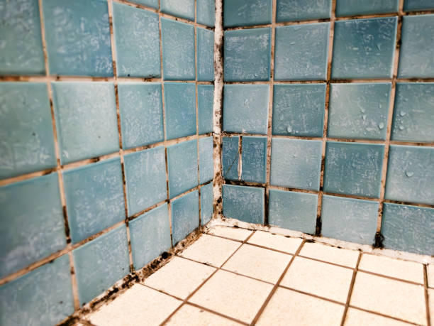 Best Water Damage & Mold Remediation  in Wellsville, MO