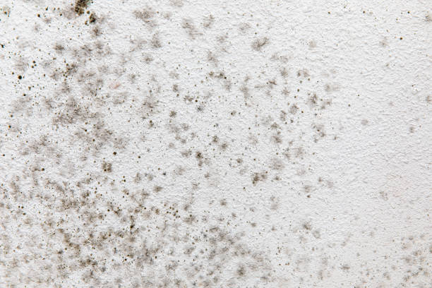 Best Residential Mold Inspection & Testing  in Wellsville, MO
