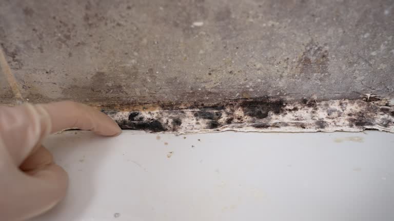 Forensic Mold Investigation in Wellsville, MO