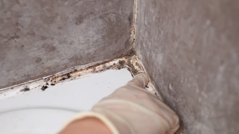 Best Biohazard Mold Removal  in Wellsville, MO